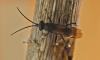 Auplopus sp.